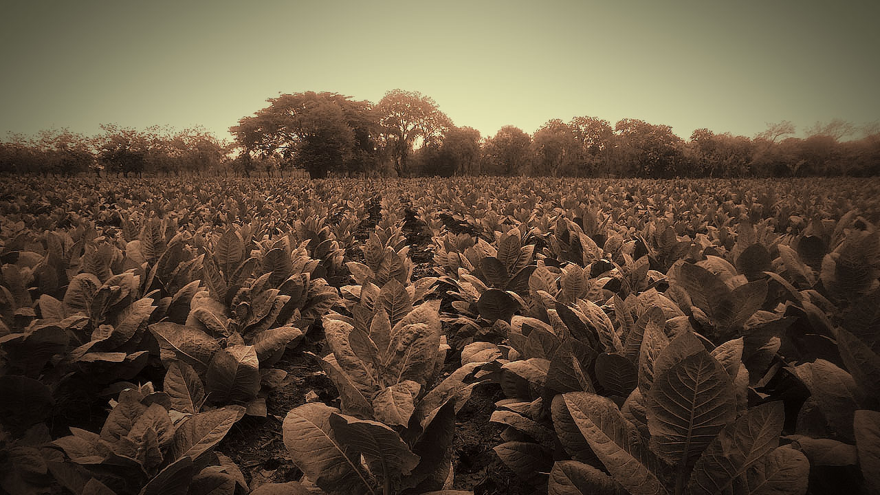 Felix Assouline Cigars Tobacco Field